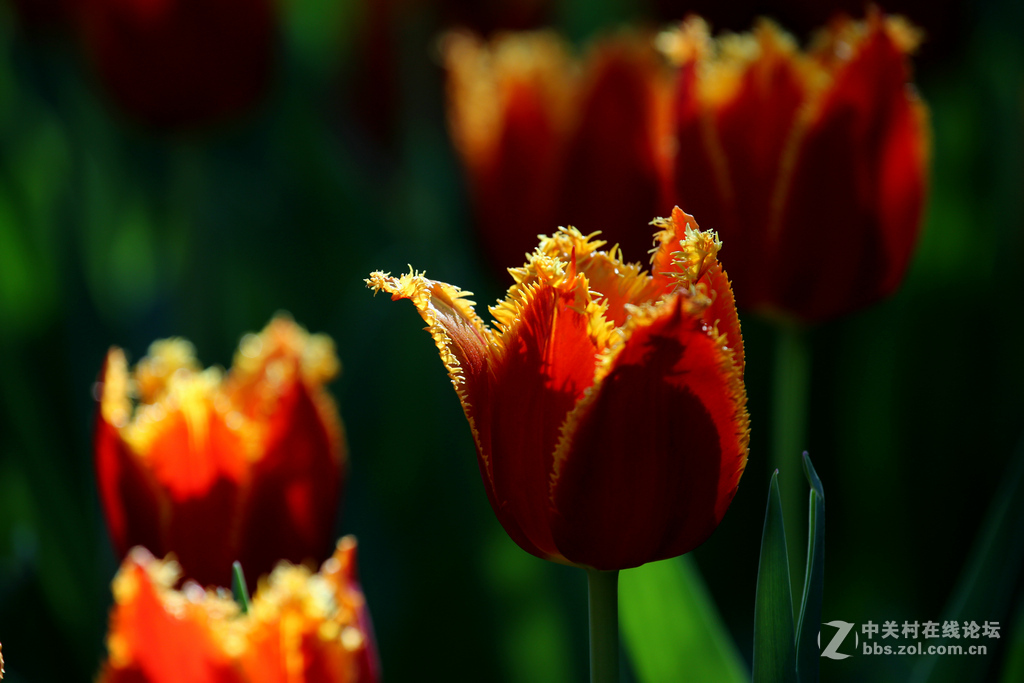 #ZOL月赛-四月物语#“我眼中的郁金香”