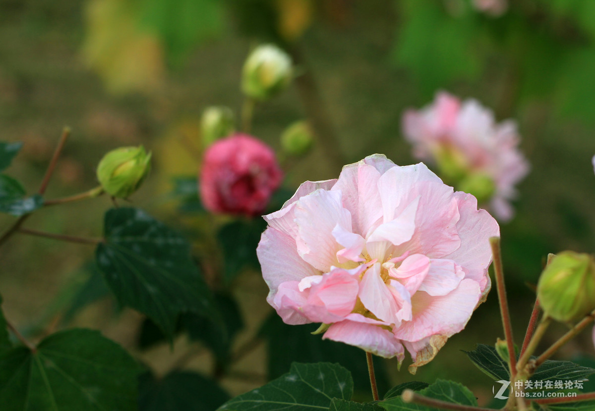 木芙蓉