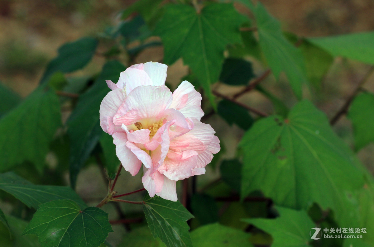 木芙蓉