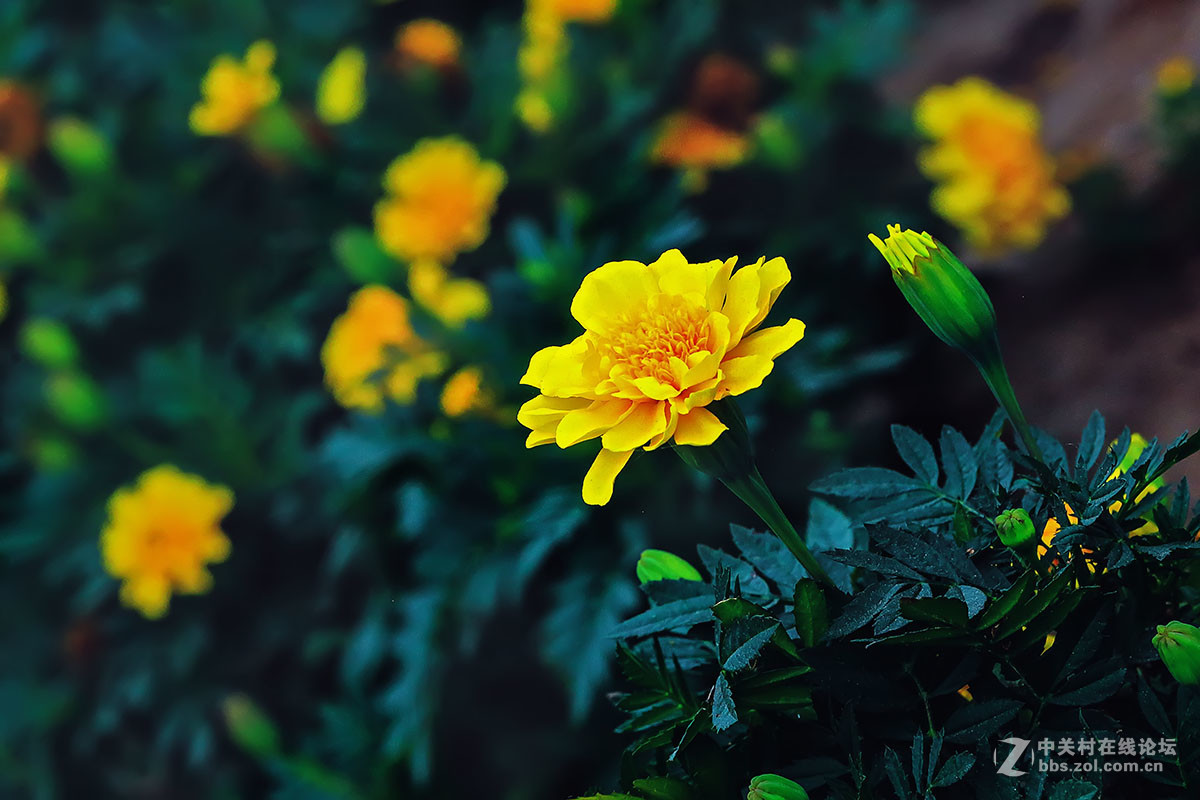 景深练习-中关村在线摄影论坛