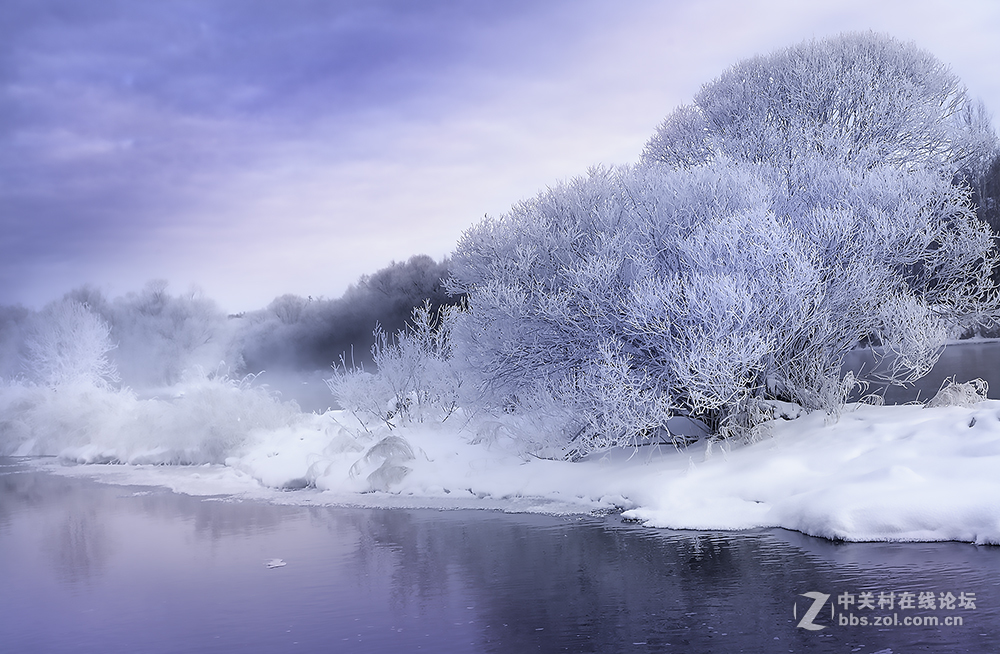 【高清图】树挂 雪……-中关村在线摄影论坛