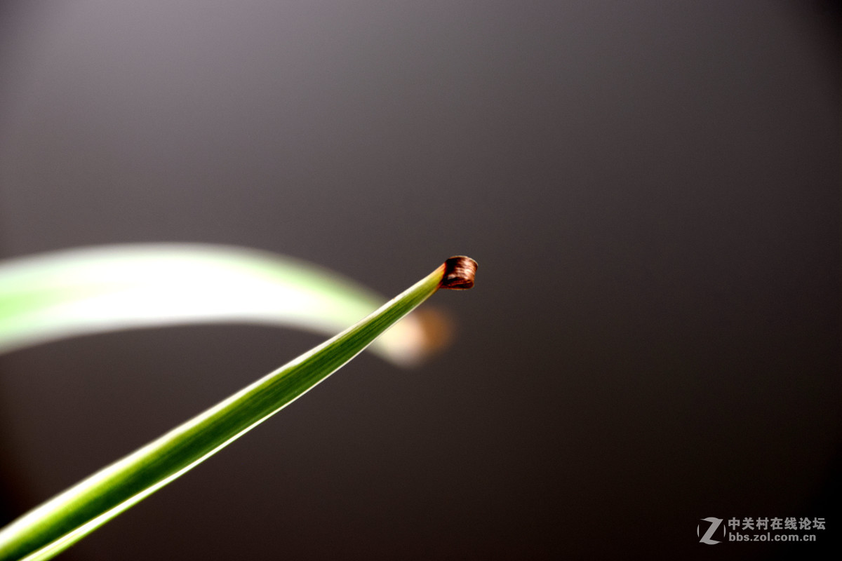 我是新来的，没事拍了几张在家里，请多指教