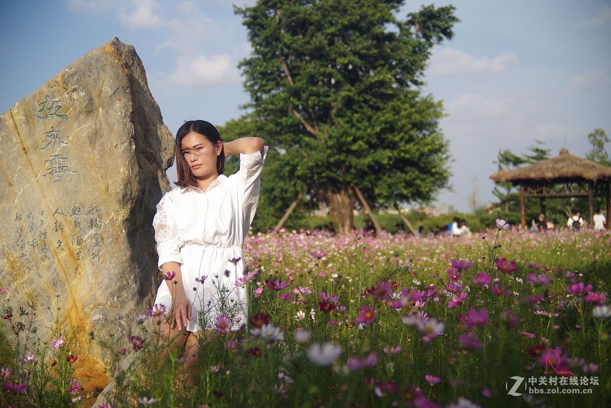 泡在波斯菊花里的姑娘