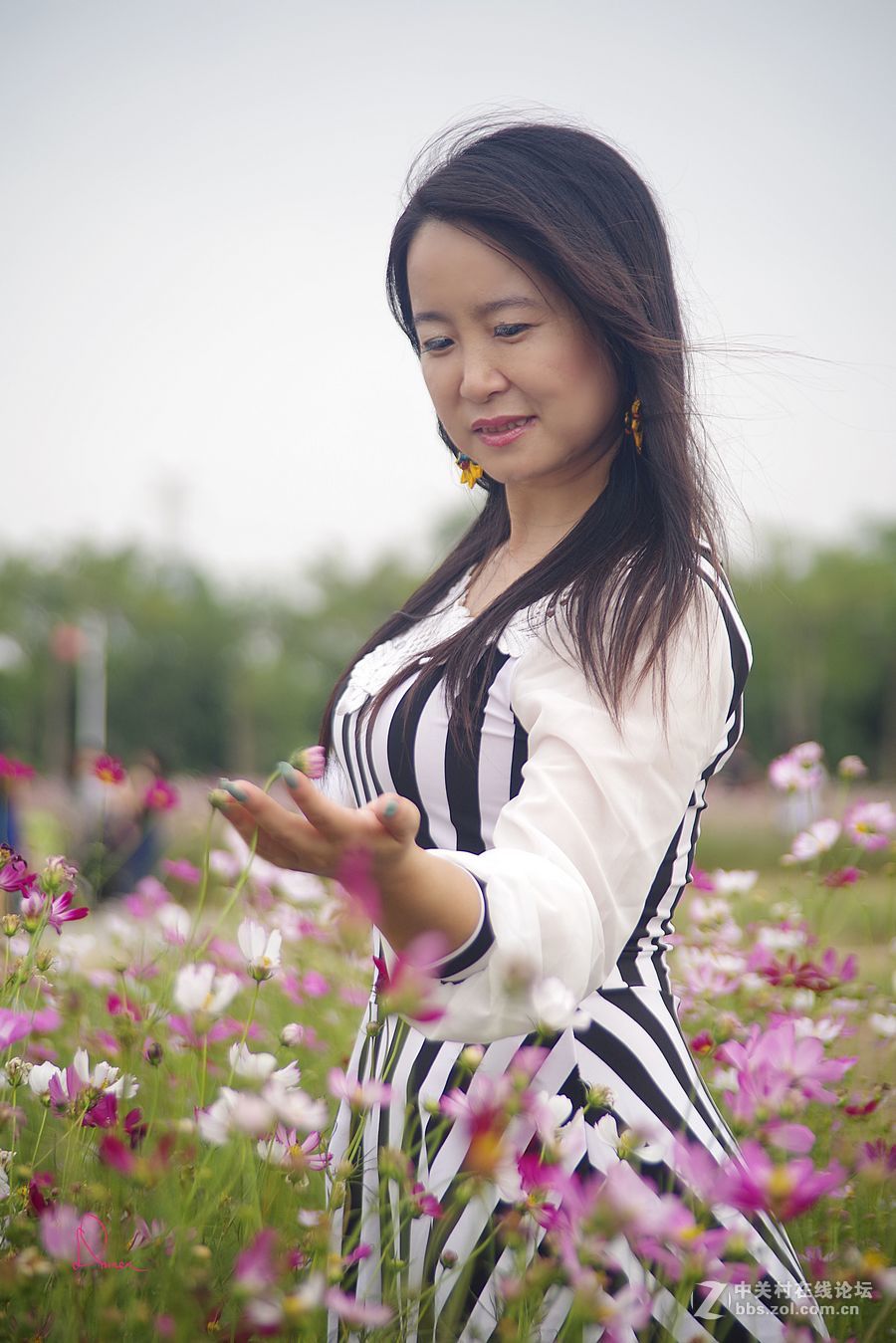 泡在波斯菊花里的姑娘