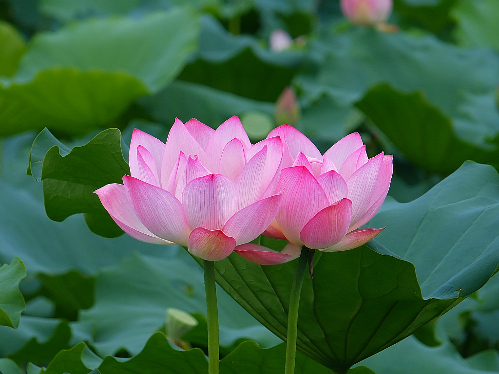 荷塘 随拍 （十五）