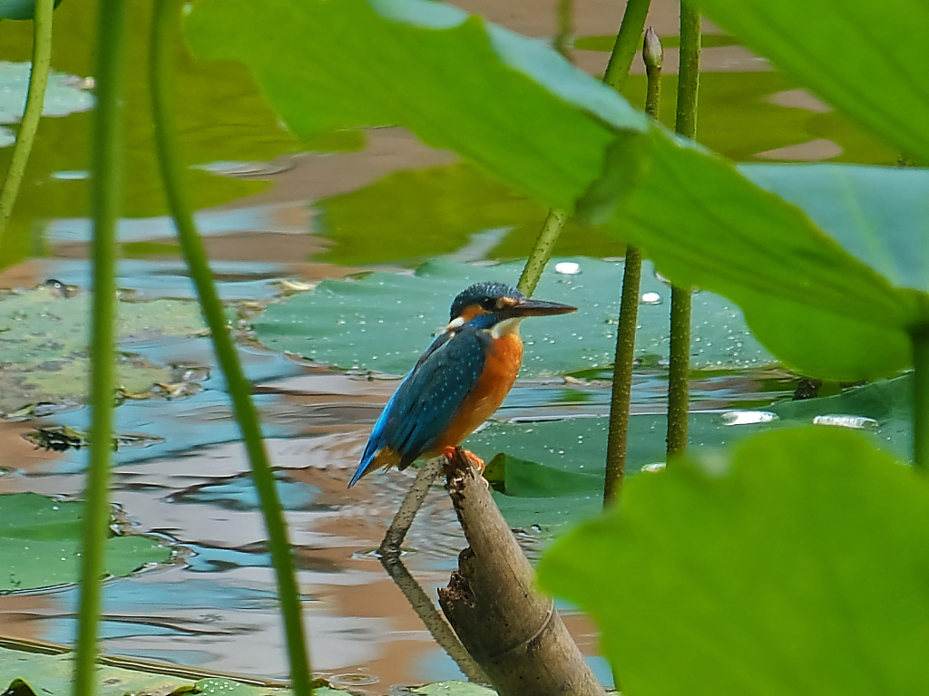 荷塘 随拍 （十五）