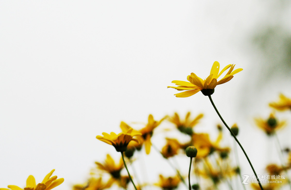 100mm   F2    菊