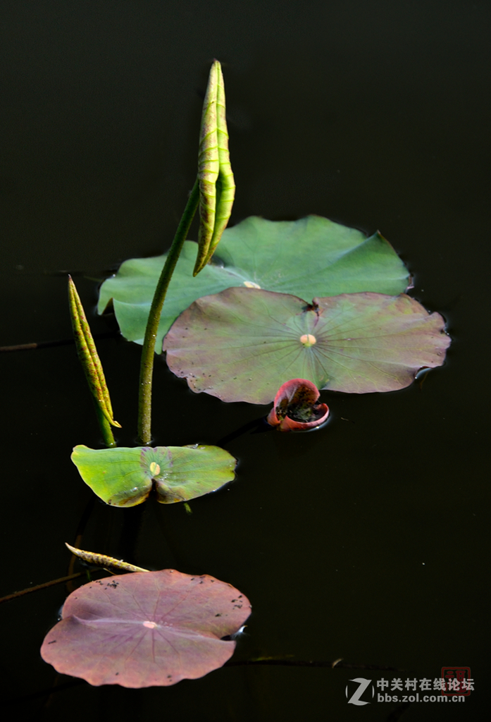 初生的荷叶别样美