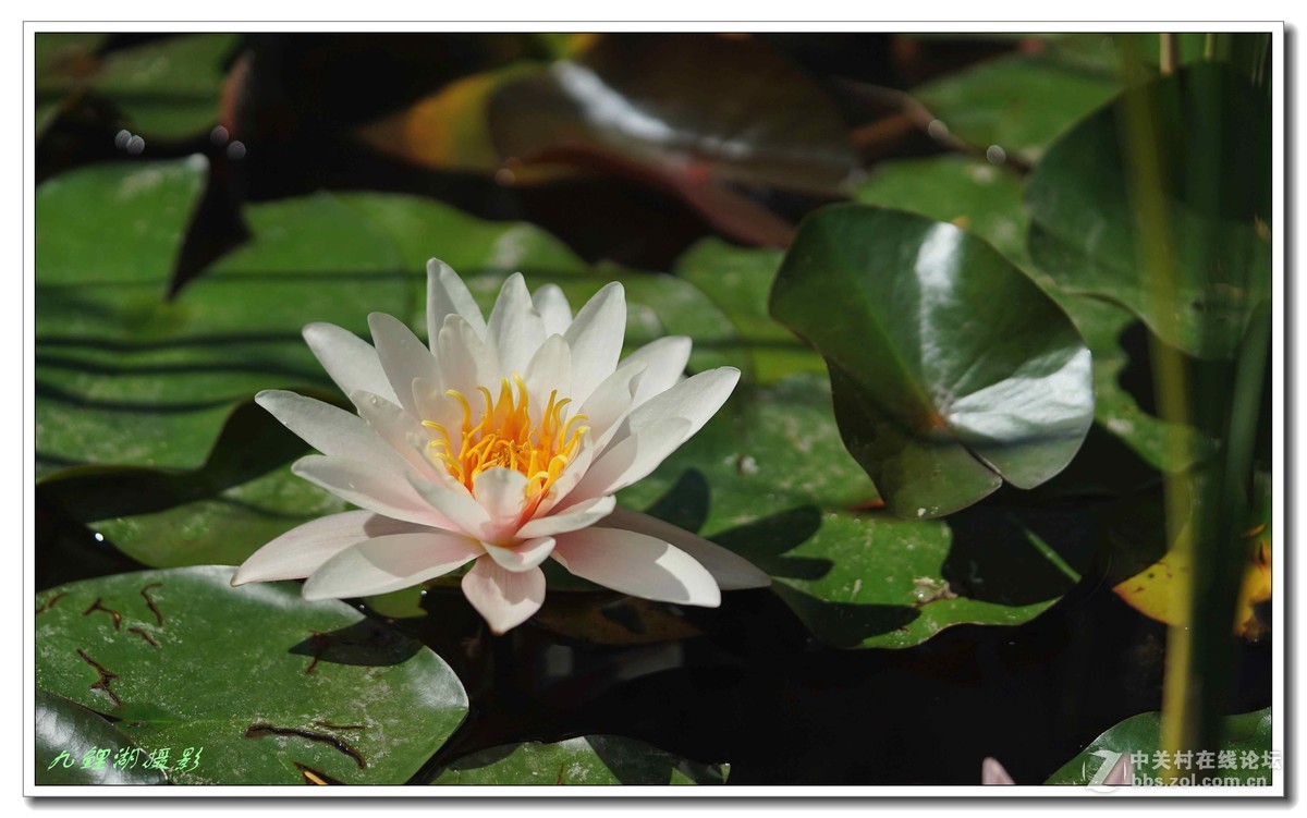 睡莲初学第一贴敬请指导