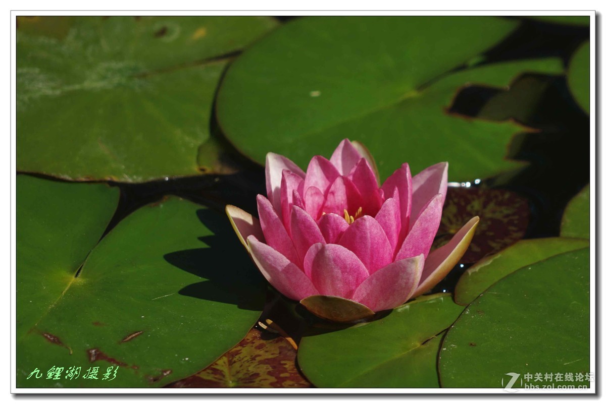 睡莲初学第一贴敬请指导