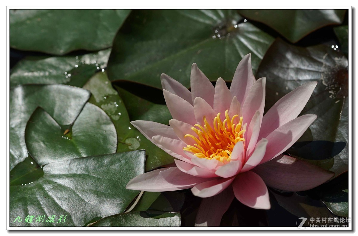 睡莲初学第一贴敬请指导