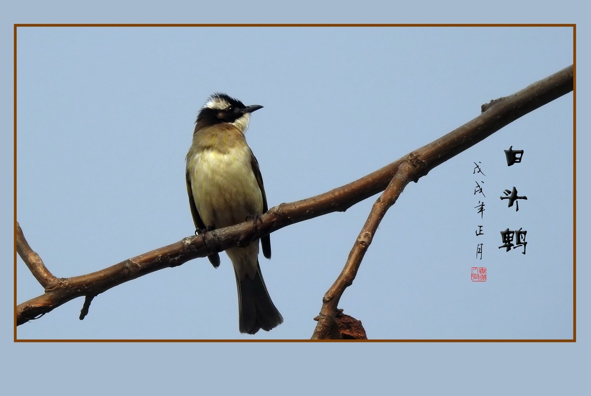 祈盼春归的白头鹎