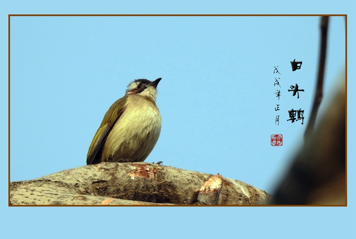 祈盼春归的白头鹎