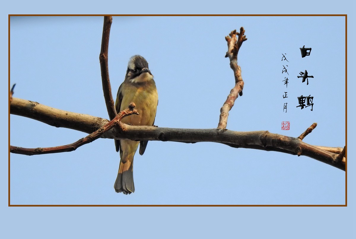 祈盼春归的白头鹎