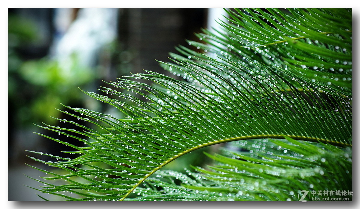 铁树叶之雨珠