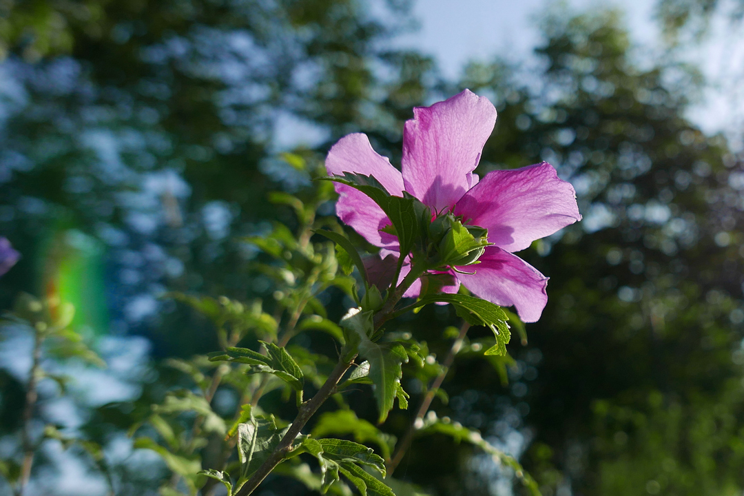 无题——试机贴