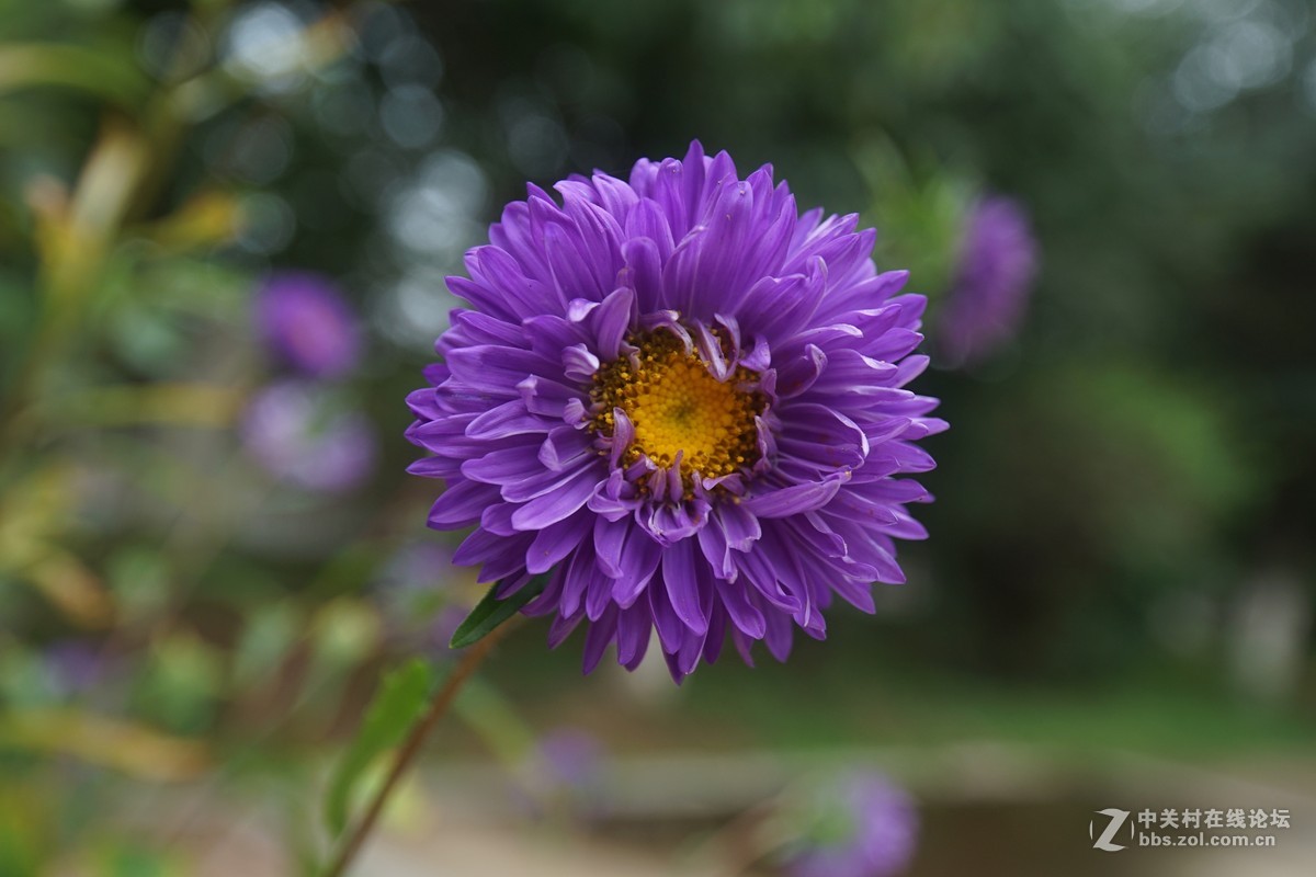 紫色小花的另一种拍法