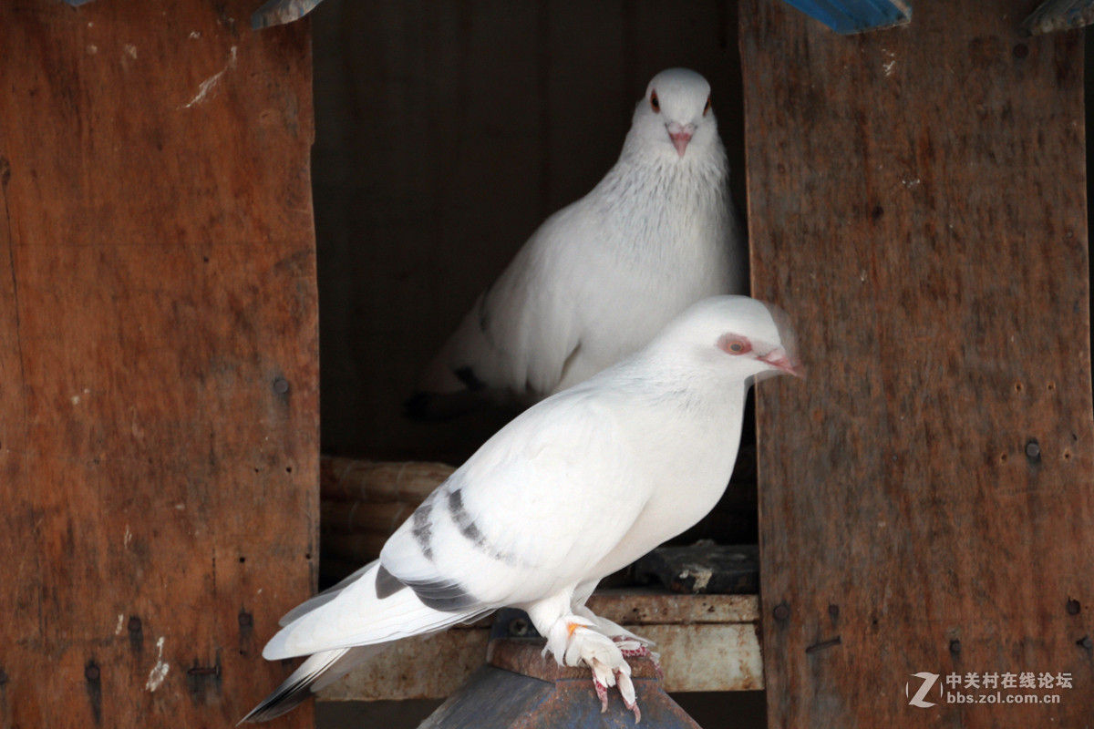 2015年09月28日瓦斑和信鸽