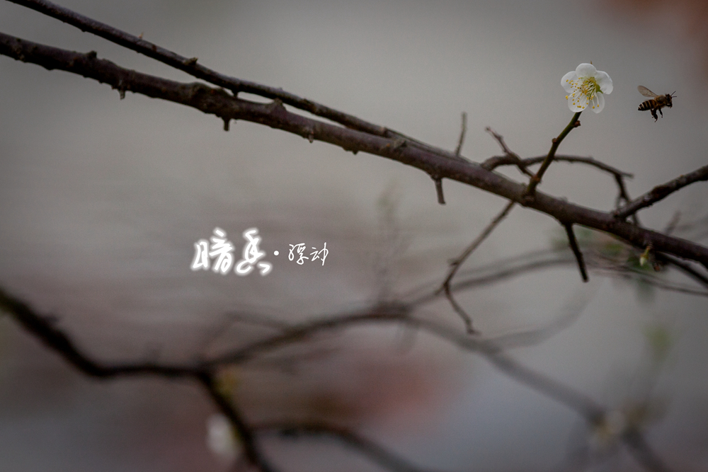 暗香浮动