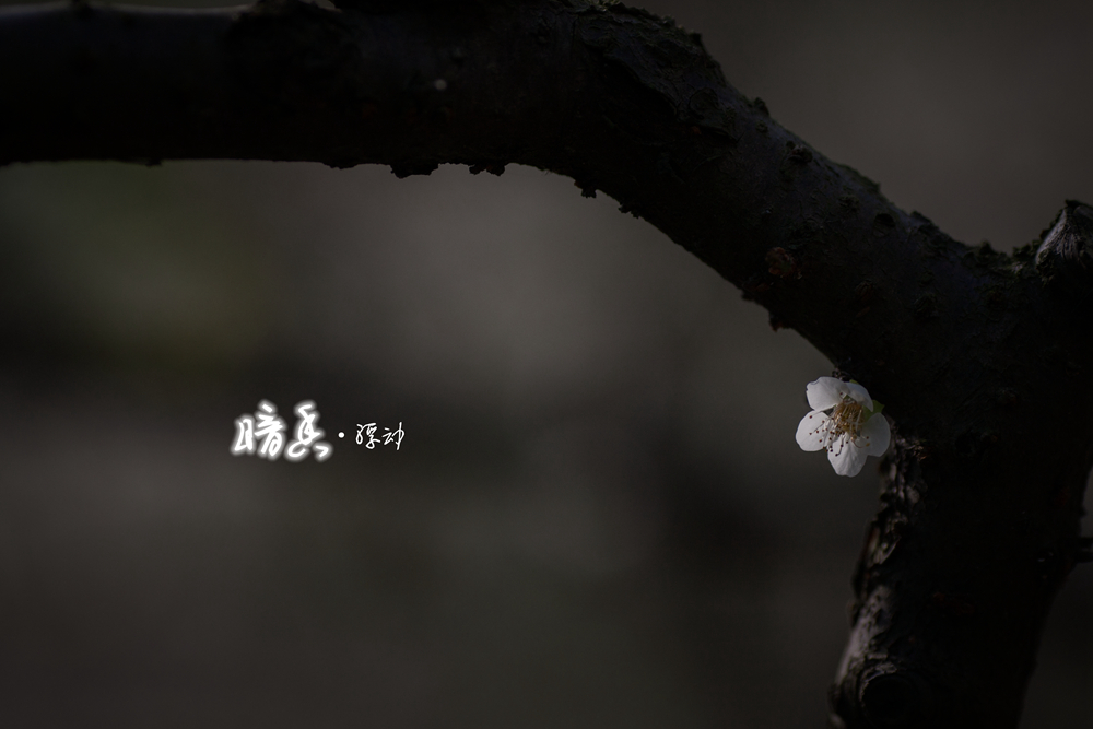 暗香浮动