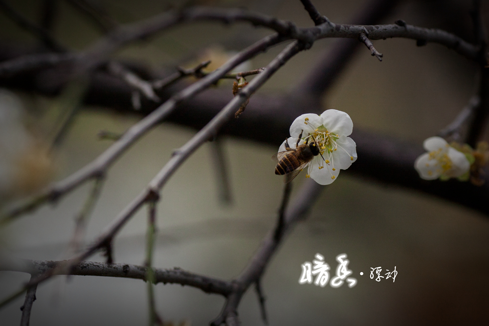 暗香浮动