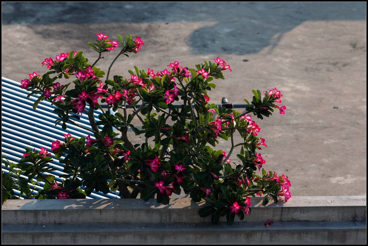 一早看花