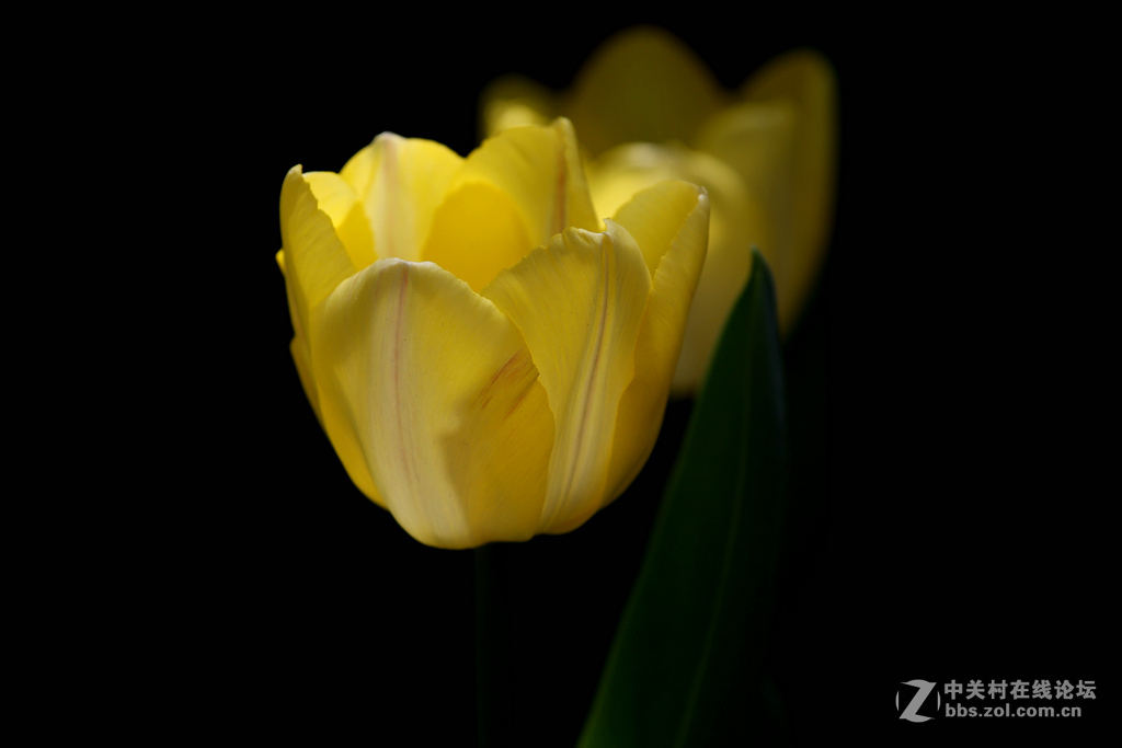 #ZOL月赛-四月物语#“我眼中的郁金香”