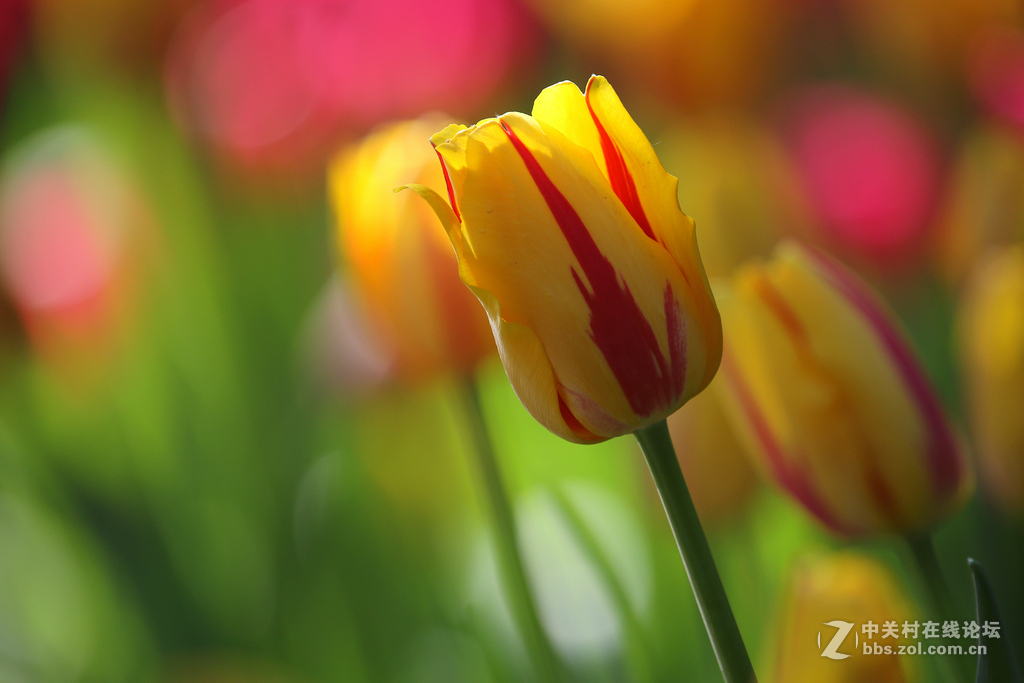 #ZOL月赛-四月物语#“我眼中的郁金香”