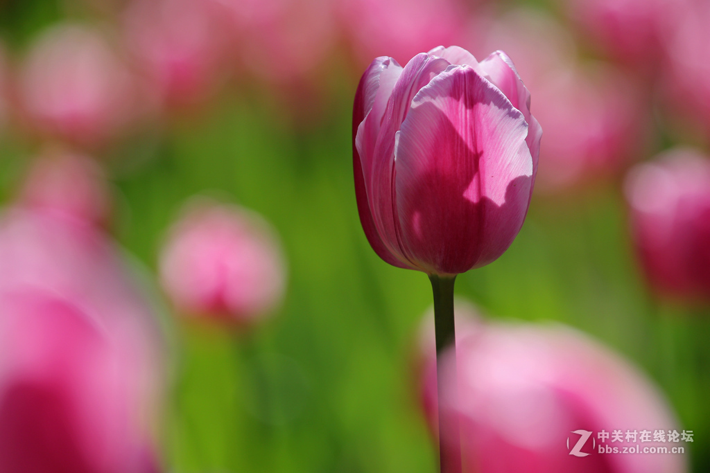 #ZOL月赛-四月物语#“我眼中的郁金香”