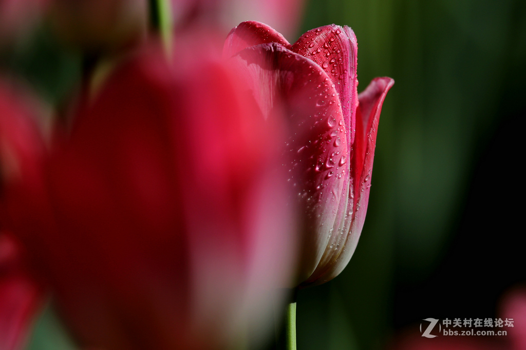 #ZOL月赛-四月物语#“我眼中的郁金香”