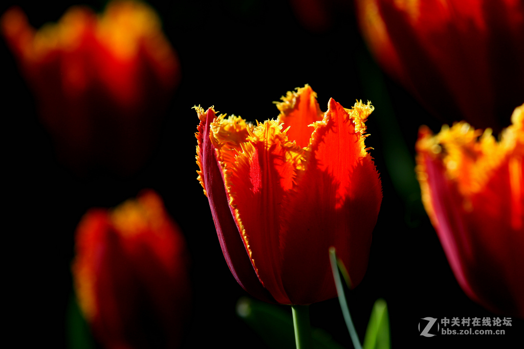 #ZOL月赛-四月物语#“我眼中的郁金香”