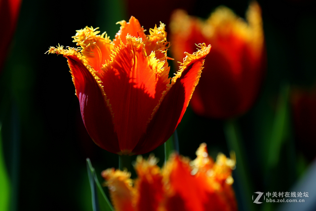 #ZOL月赛-四月物语#“我眼中的郁金香”