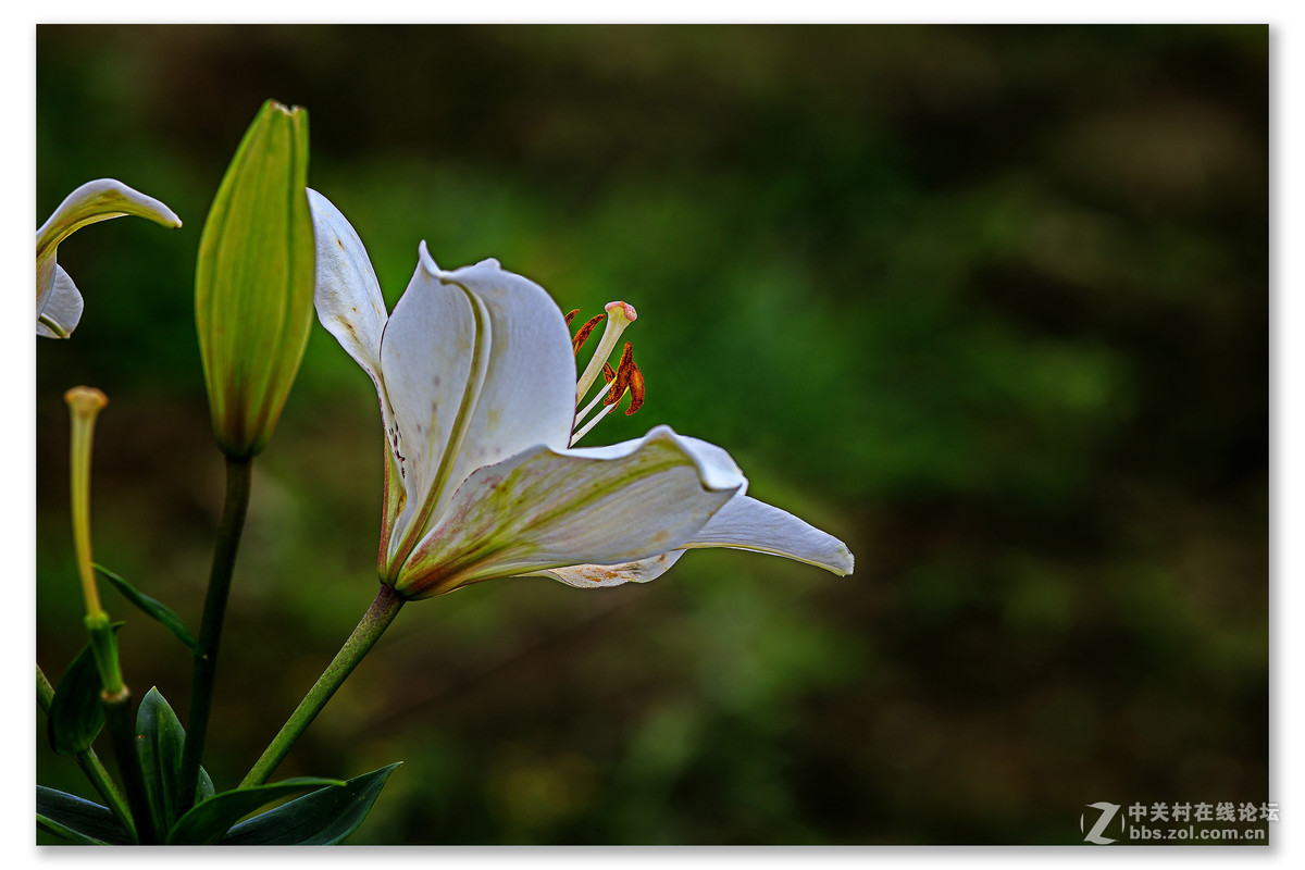 百合花