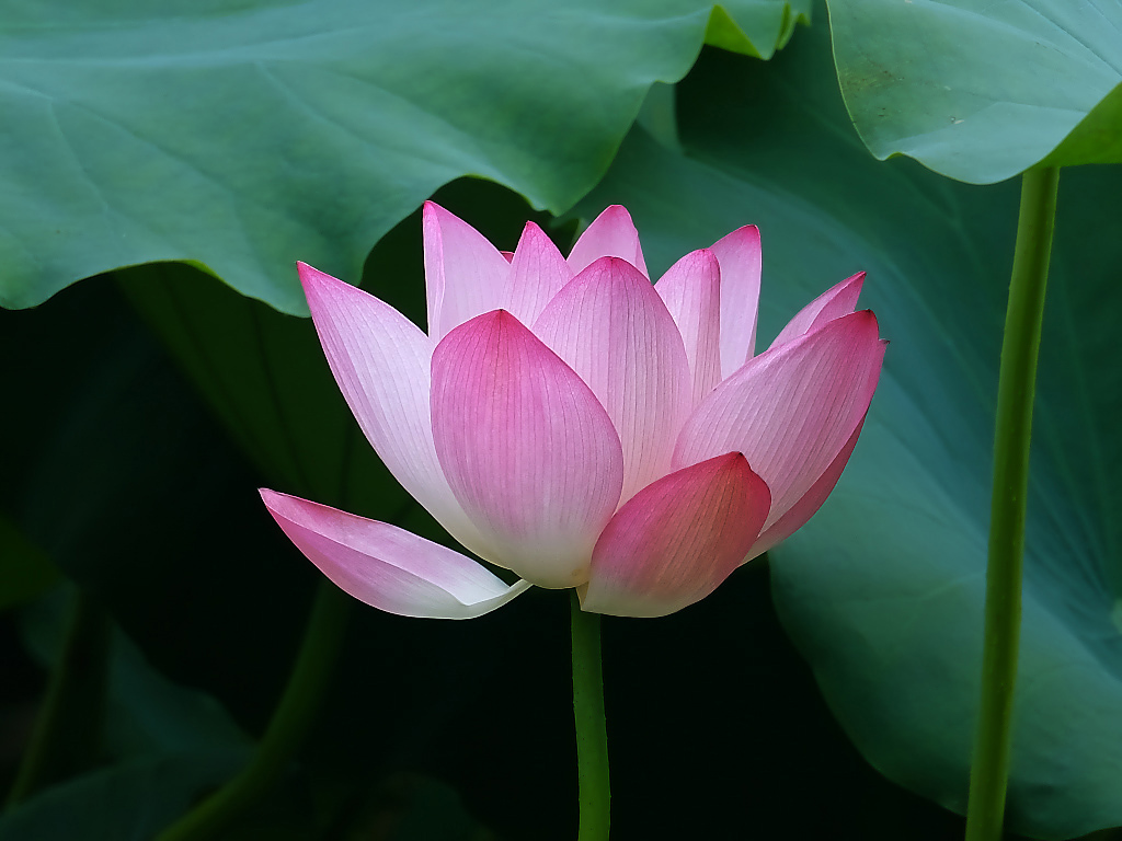 荷塘 随拍 （十五）