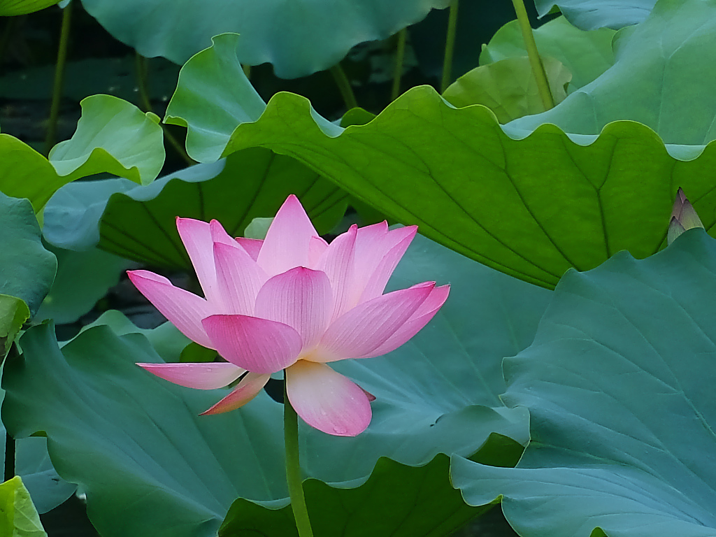 荷塘 随拍 （十五）