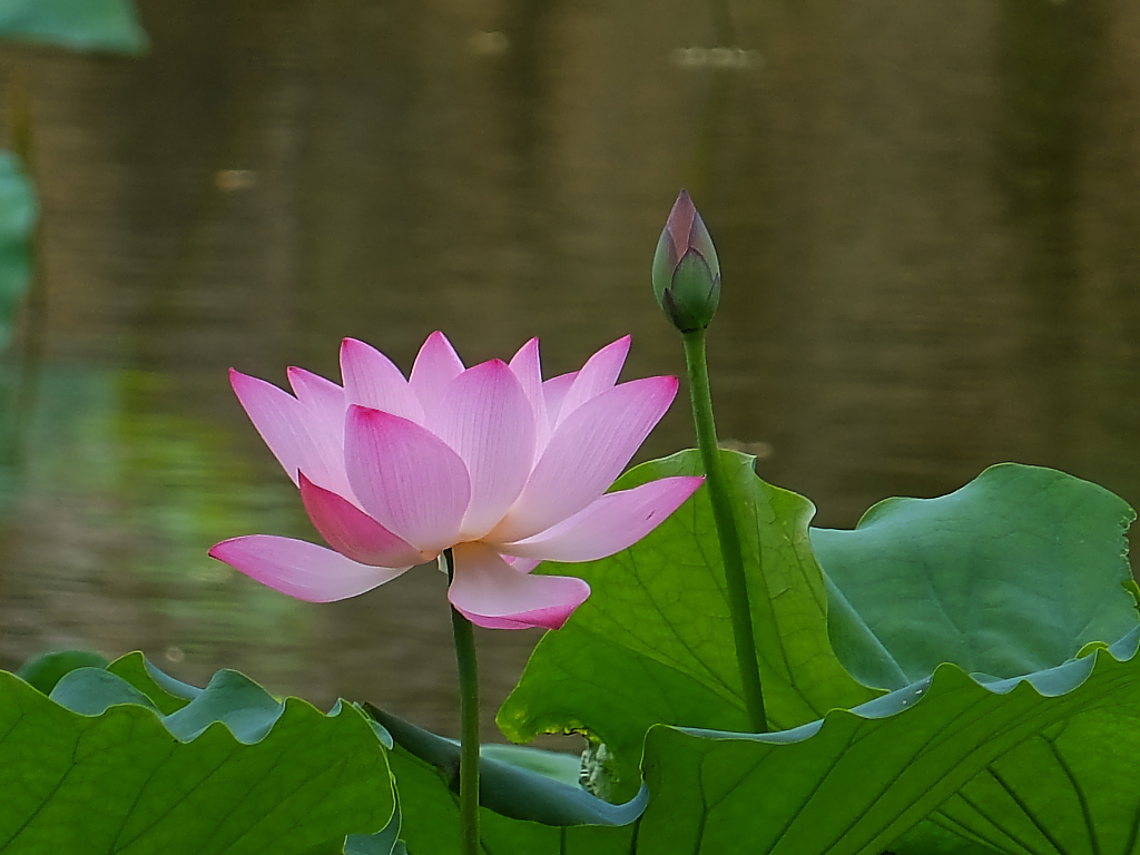 荷塘 随拍 （十五）