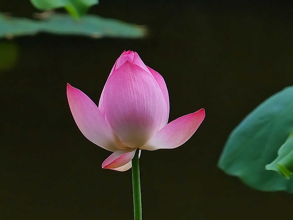 荷塘 随拍 （十五）