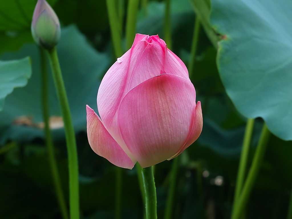 荷塘 随拍 （十五）