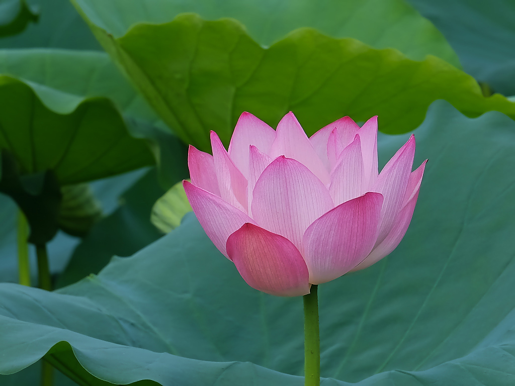 荷塘 随拍 （十五）