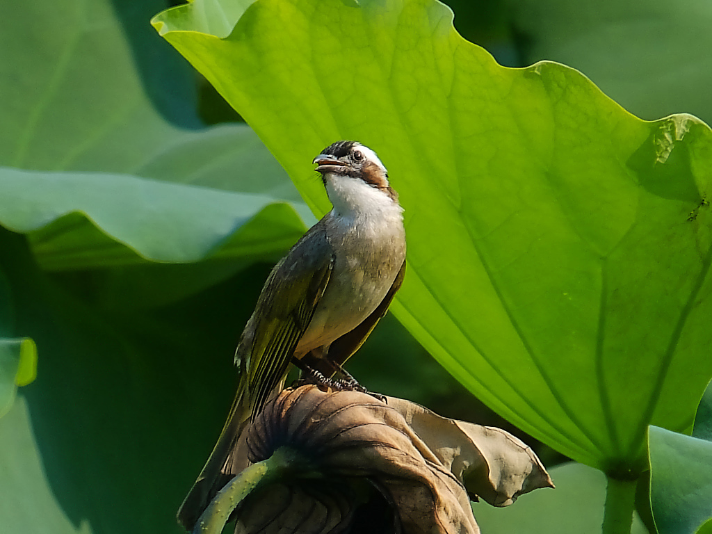 荷塘 随拍 （十五）