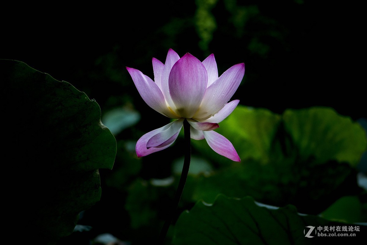 佳能700d18135镜头拍的