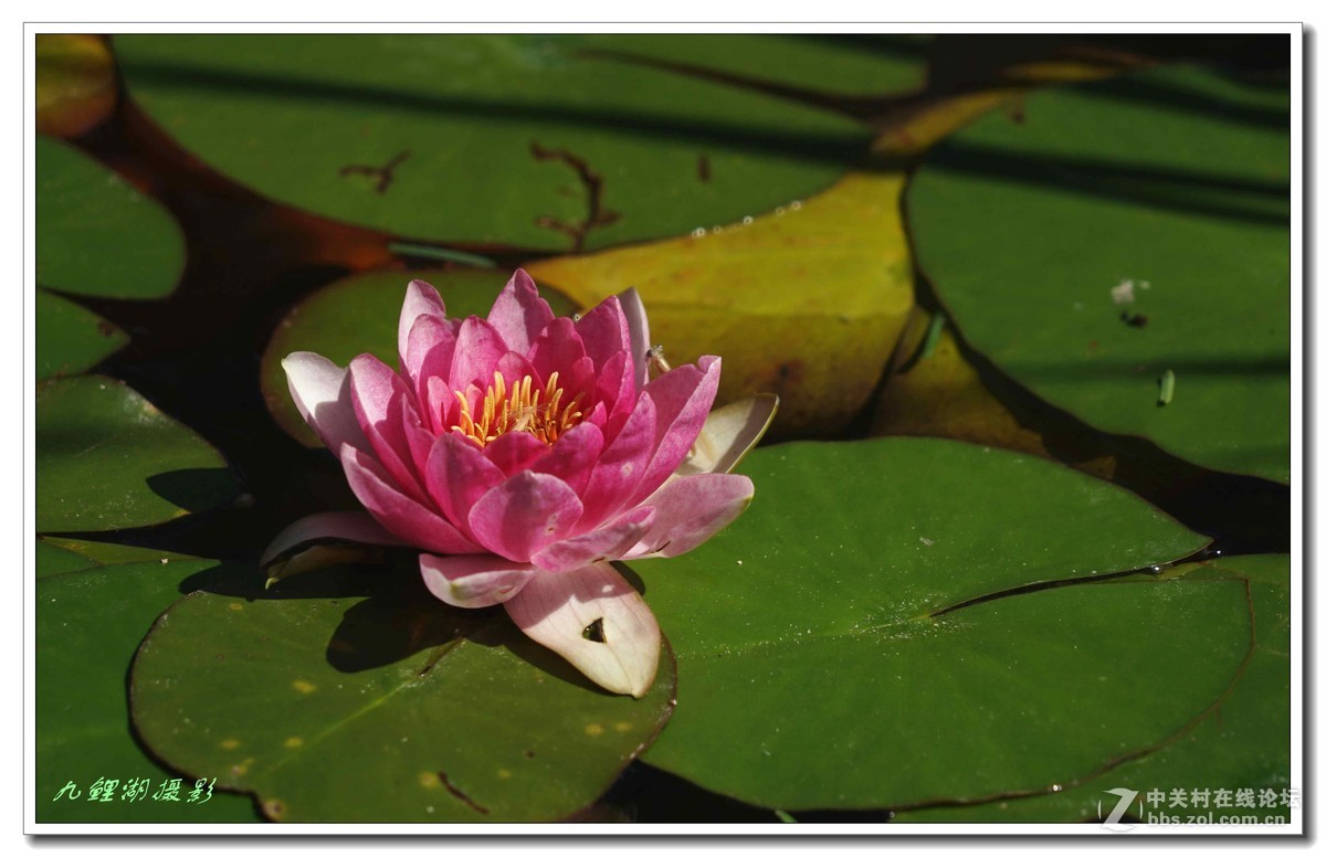 睡莲初学第一贴敬请指导