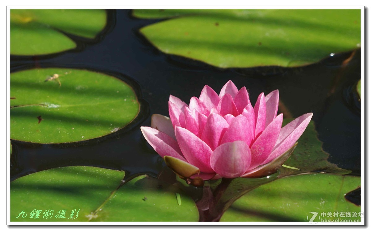 睡莲初学第一贴敬请指导