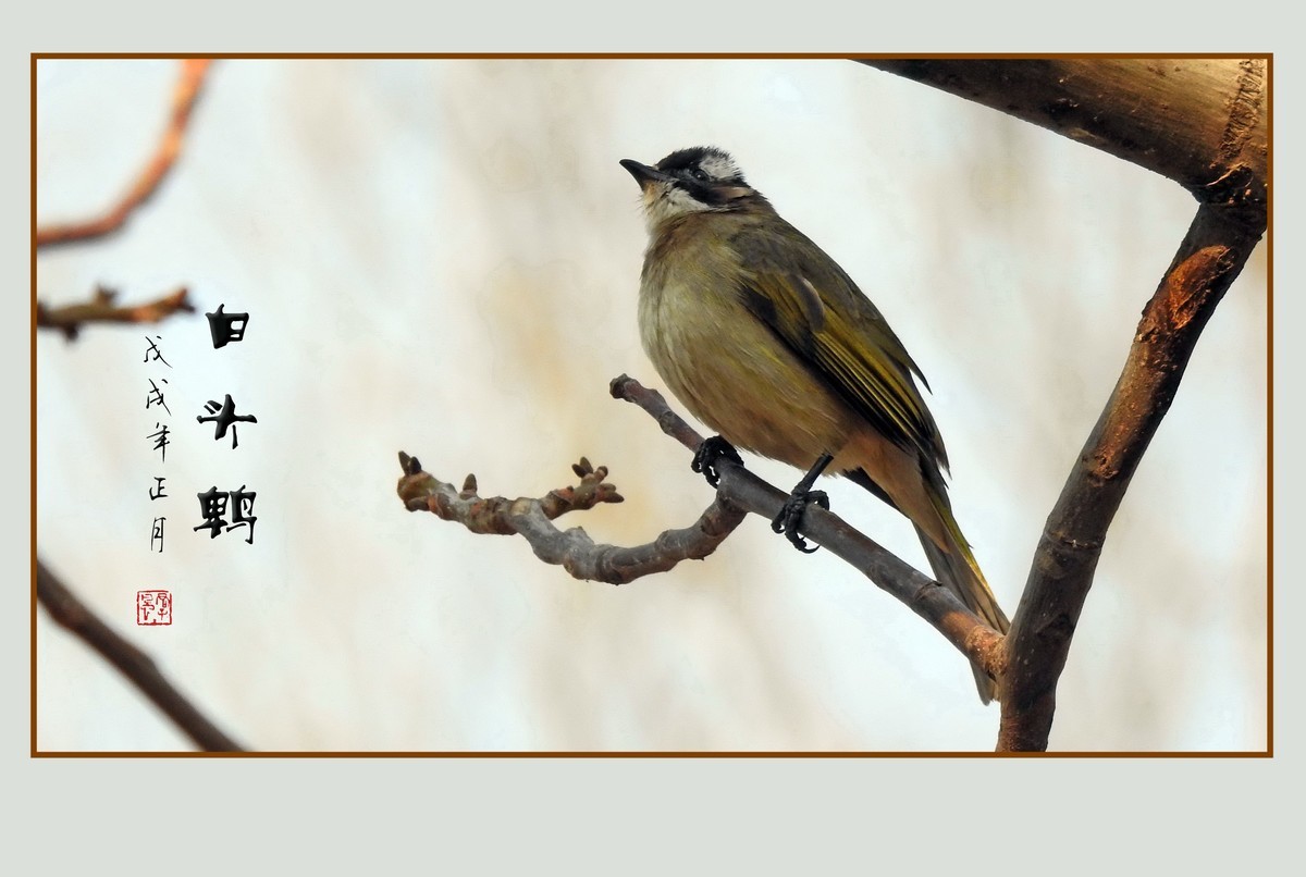 祈盼春归的白头鹎