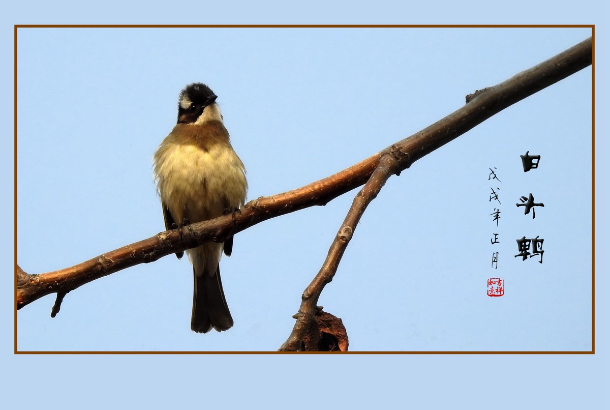 祈盼春归的白头鹎