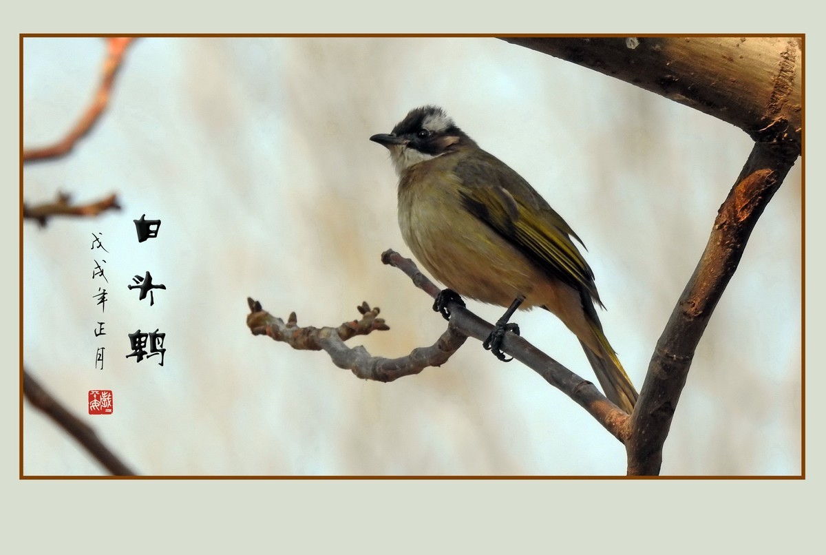 祈盼春归的白头鹎