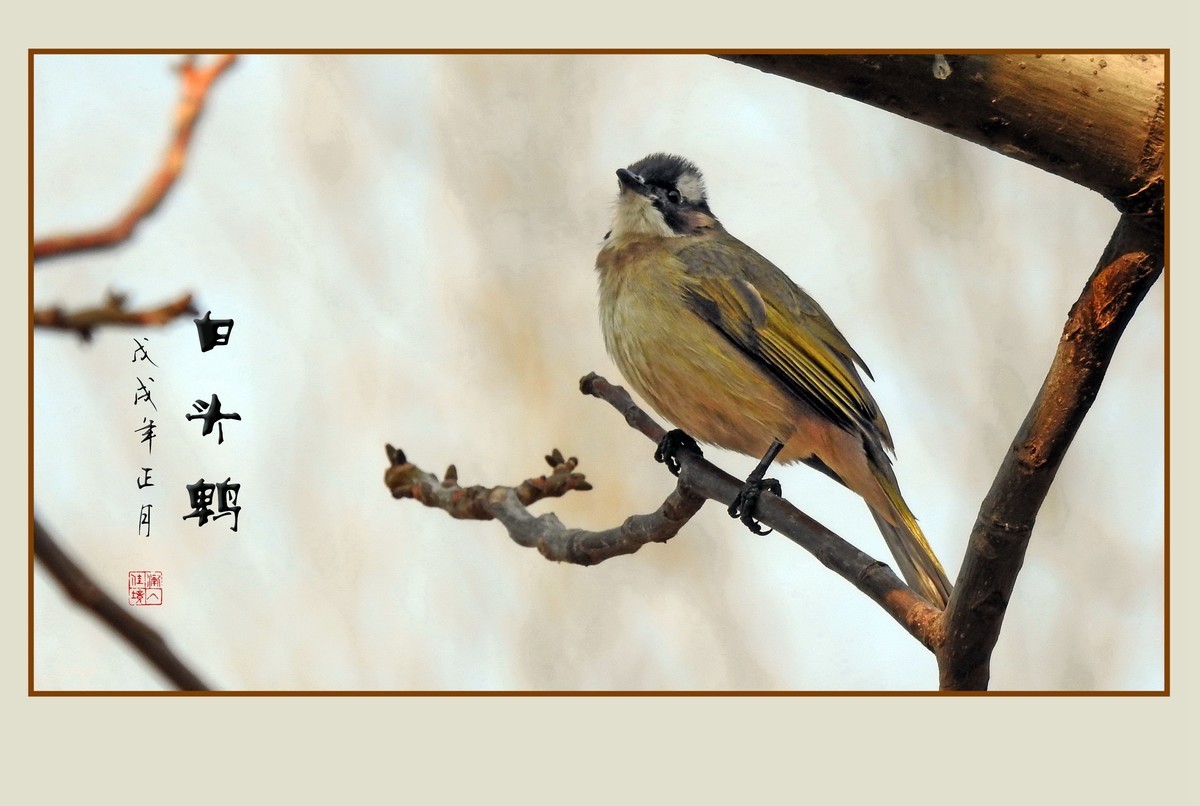 祈盼春归的白头鹎