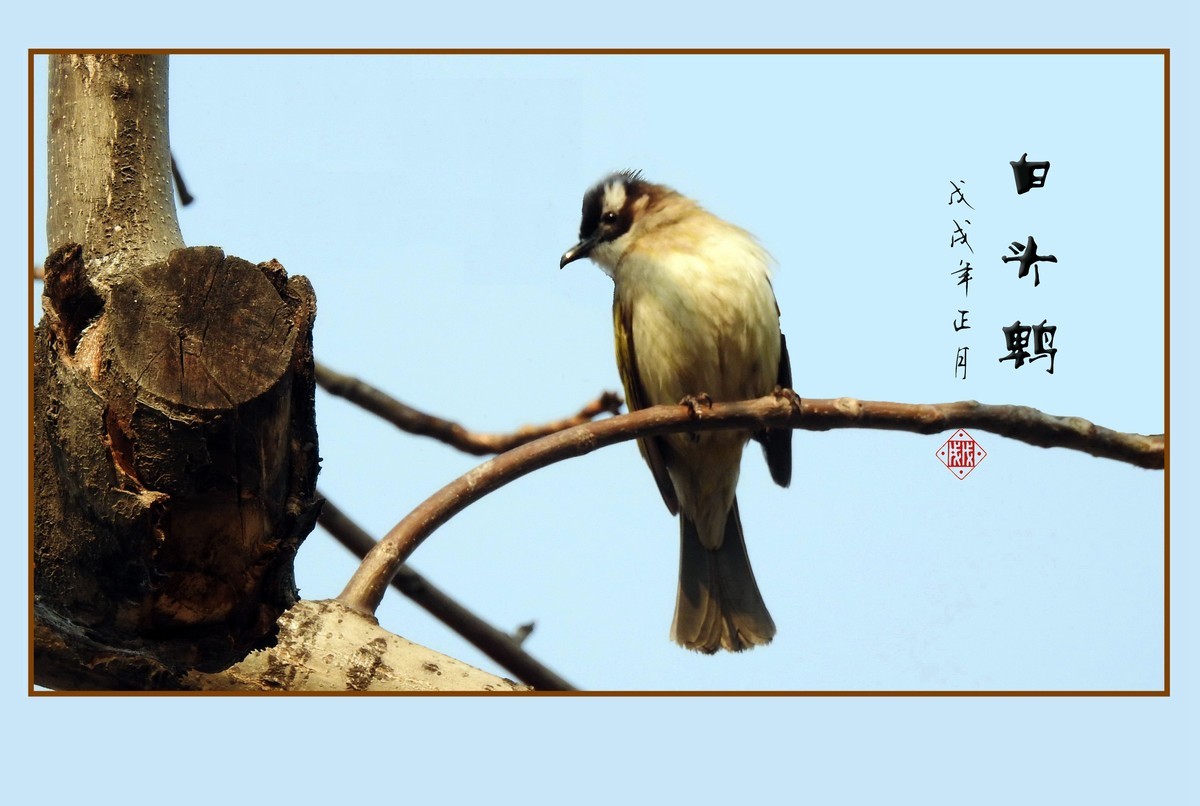 祈盼春归的白头鹎