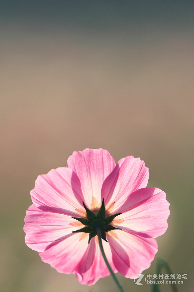 奥森公园波斯菊