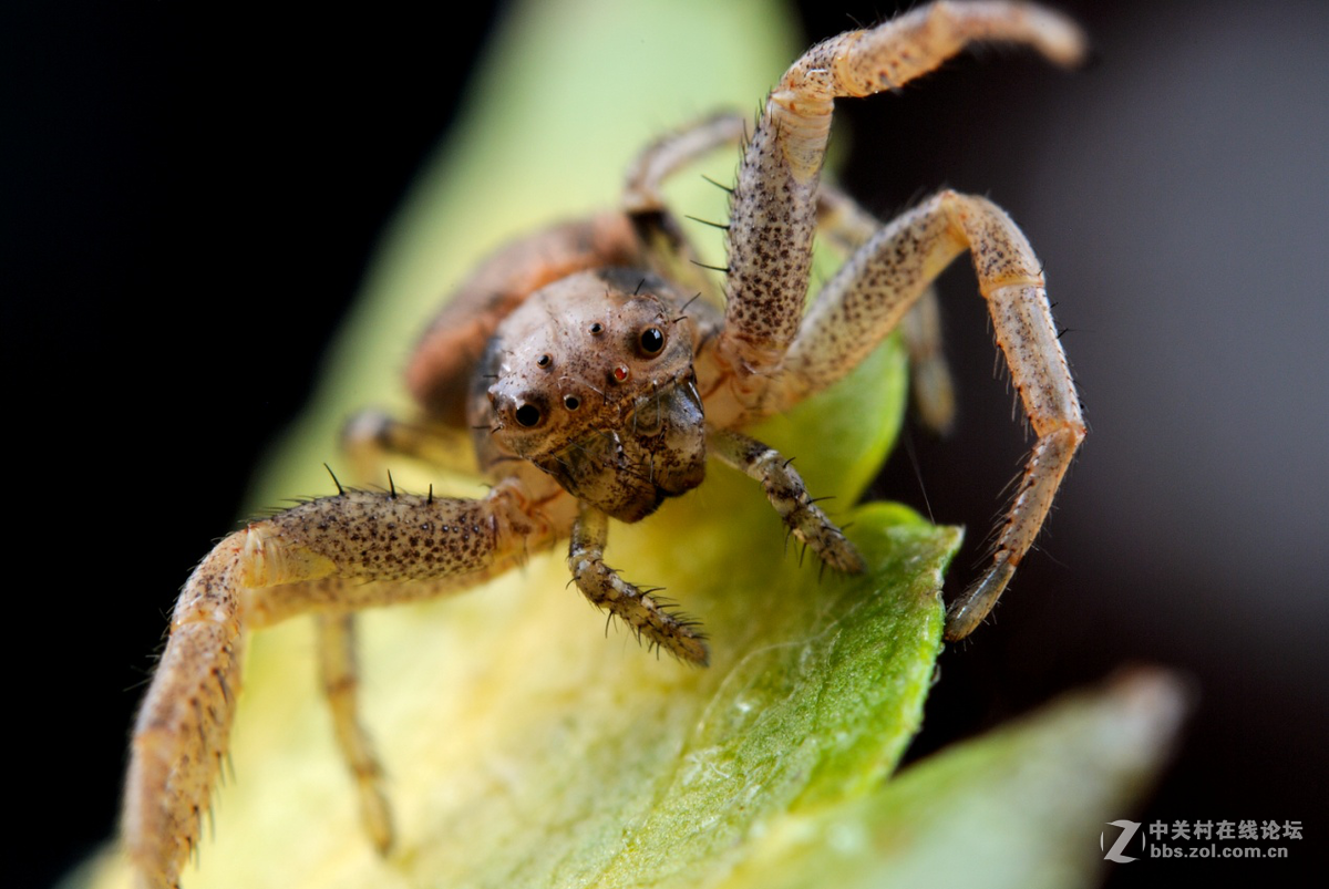 尼康60 2.8G上XPRO一体伸缩式近摄接圈体验